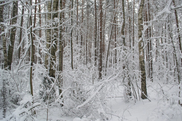 Obraz Winter Twilight Snowy Forest.
