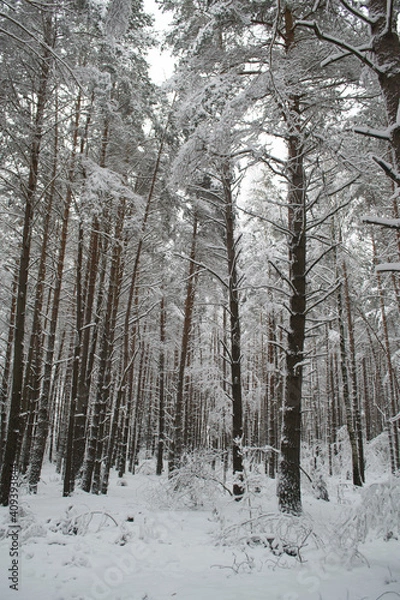 Obraz Winter Snowy Forest.