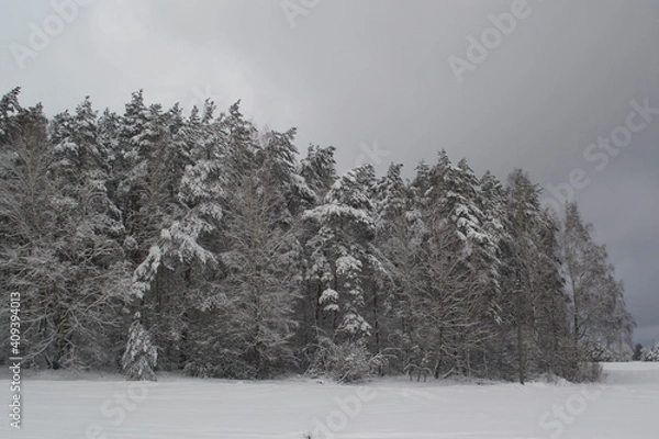 Obraz Winter Snowy Forest.