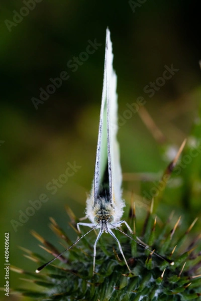 Fototapeta Macro shot of a white butterfly