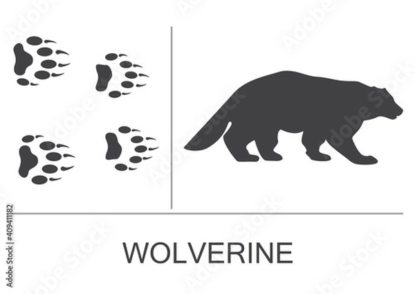 Fototapeta Silhouette of a wolverine and prints of the hind and fore paws. Vector illustration on a white background.