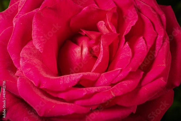 Fototapeta Macro shot of rose flower , abstract floral backgrounds.