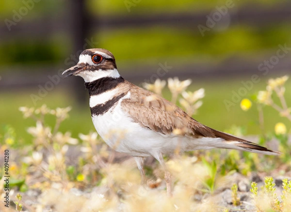 Fototapeta Killdeer bird defending its nest