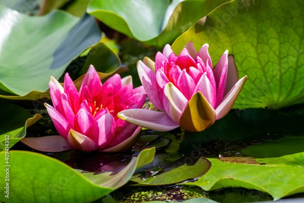 Fototapeta Water lily a summer flowering plant with pink summertime flower from June until September and commonly known as nymphaea, stock photo image