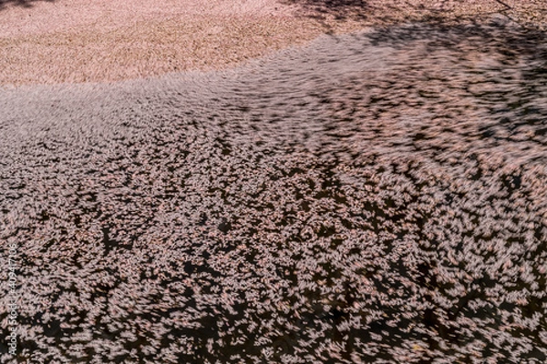 Fototapeta 弘前公園の桜の花びらの流れ