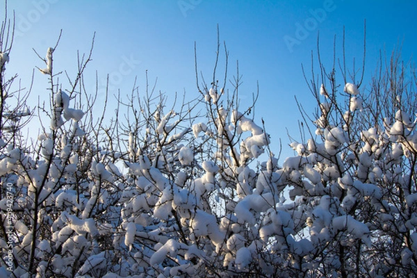 Obraz Branches of trees in the snow against the blue sky