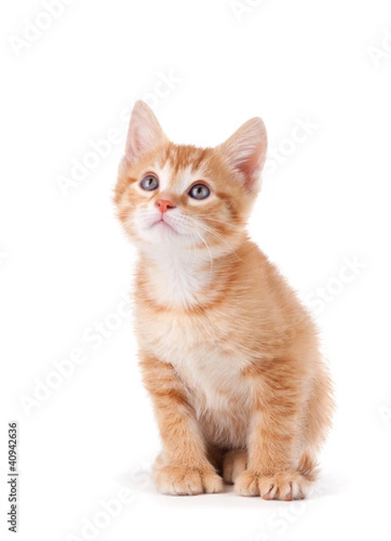 Fototapeta Curious orange kitten looking up on a white background