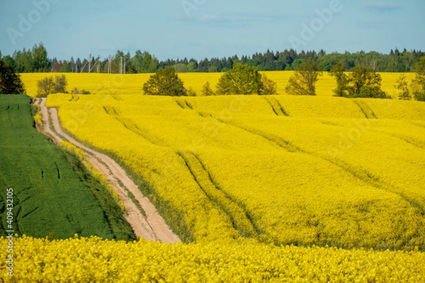 Obraz field rapeseed top view spring flowering rapeseed oil agroculture yellow color