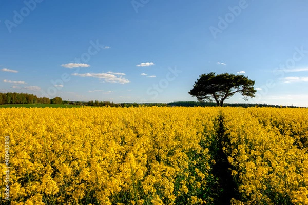Obraz 
Rapeseed field in May with track