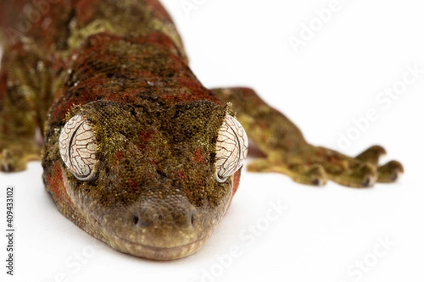 Obraz Gecko