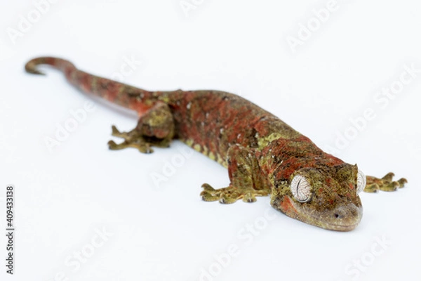 Fototapeta Gecko