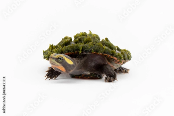 Obraz Pink Bellied Turtle
