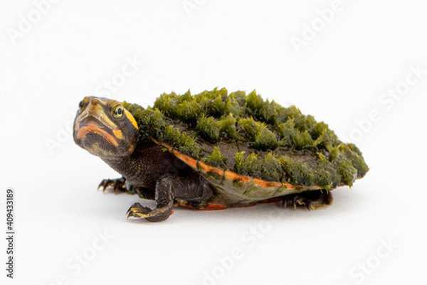 Obraz Pink Bellied Turtle