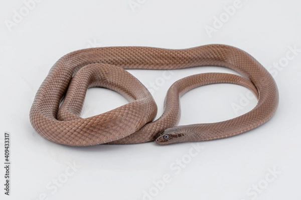 Obraz Snake