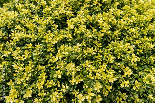 Obraz キンメツゲの新芽