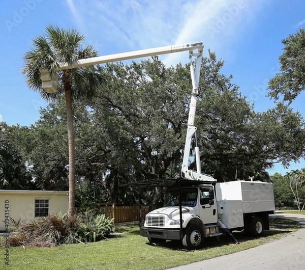 Fototapeta Bucket truck and arborist works at thinning out a cabbage palm tree fronds prior to hurricane season in Florida.