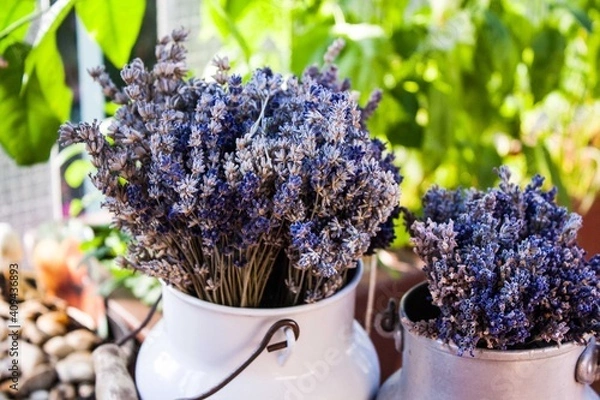Fototapeta Lavendel im Topf