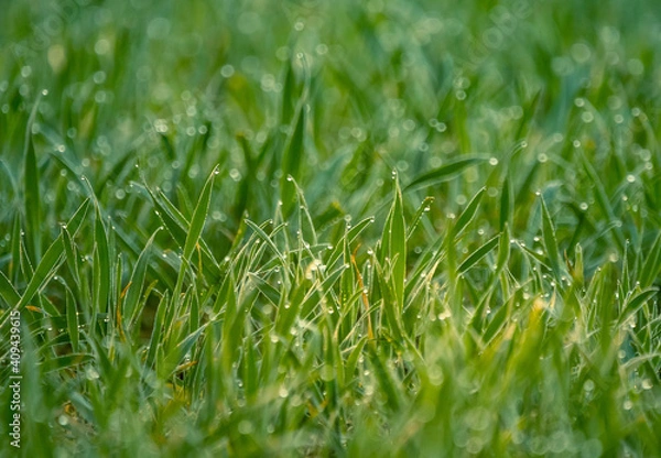 Fototapeta Wet grass in the spring. Rural sceney of a green field. Water droplets on the grass spikes. Closeup of the grass in spring.