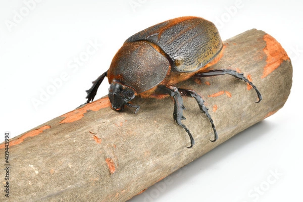 Obraz ヘラクレスヘラクレス
