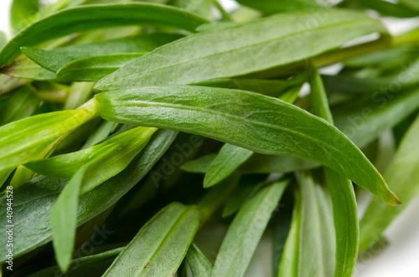 Fototapeta タラゴン