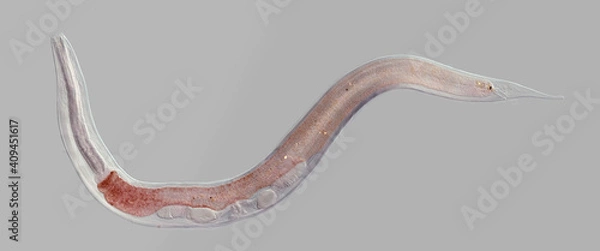 Fototapeta Nematode roundworm stained under the phase contrast microscope
