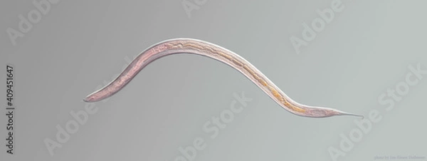 Fototapeta Nematode roundworm stained under the phase contrast microscope