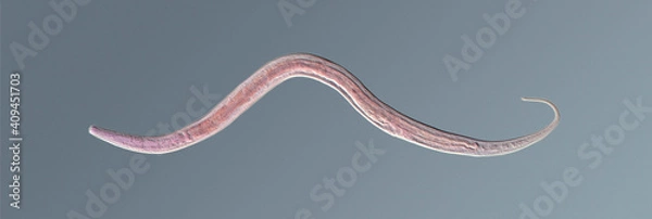 Fototapeta Nematode roundworm stained under the phase contrast microscope