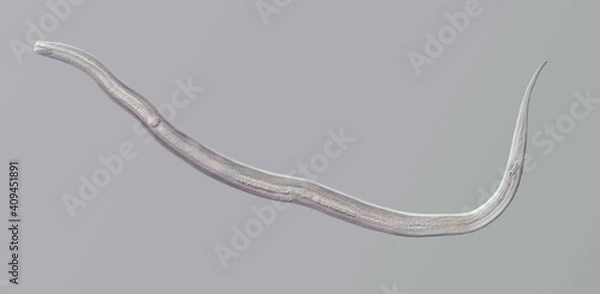 Fototapeta Nematode roundworm stained under the phase contrast microscope