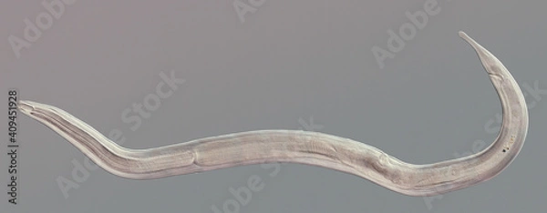Fototapeta Nematode roundworm stained under the phase contrast microscope