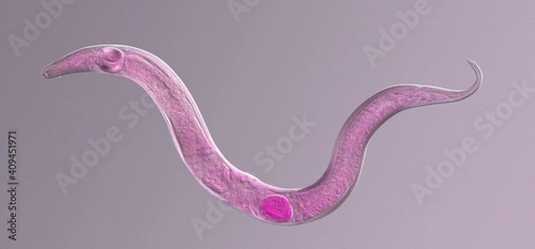 Fototapeta Nematode roundworm stained under the phase contrast microscope