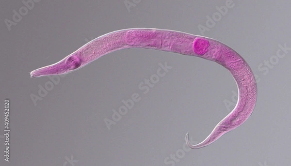 Fototapeta Nematode roundworm stained under the phase contrast microscope