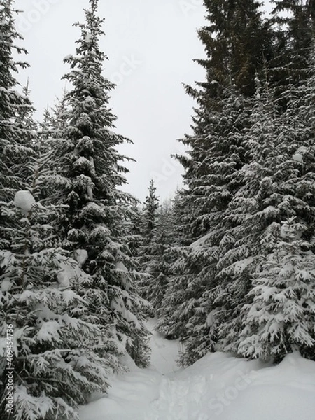 Fototapeta snow covered trees