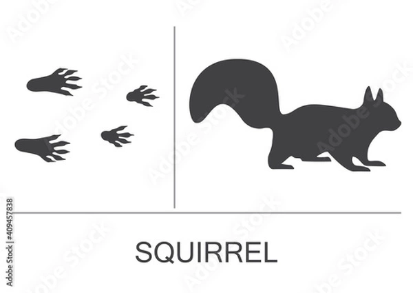 Fototapeta Squirrel silhouette and prints of the hind and fore paws. Vector illustration on a white background.