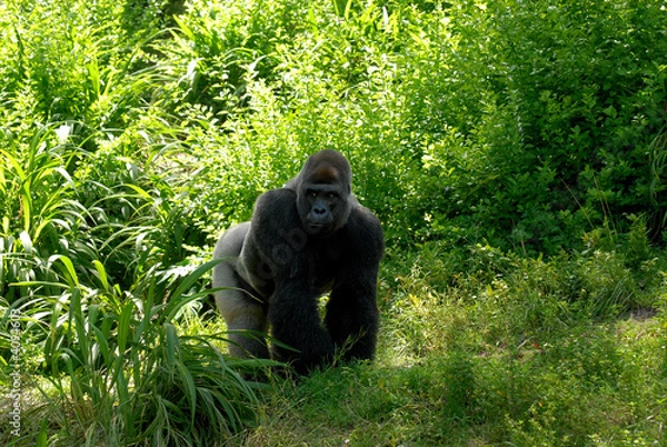 Obraz Gorilla