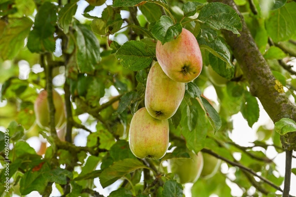 Fototapeta Red and green long apples hanging on a tree