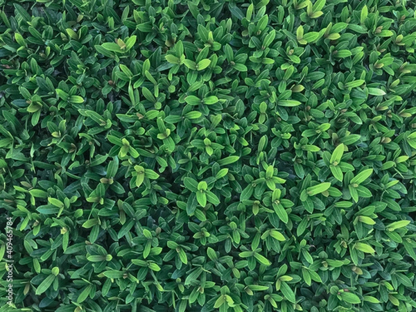 Fototapeta Green leaf. Green small leaf background with copy space