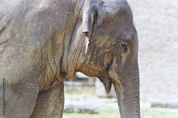 Obraz elephant in zoo