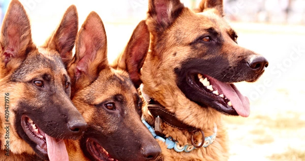 Obraz german shepherd dog