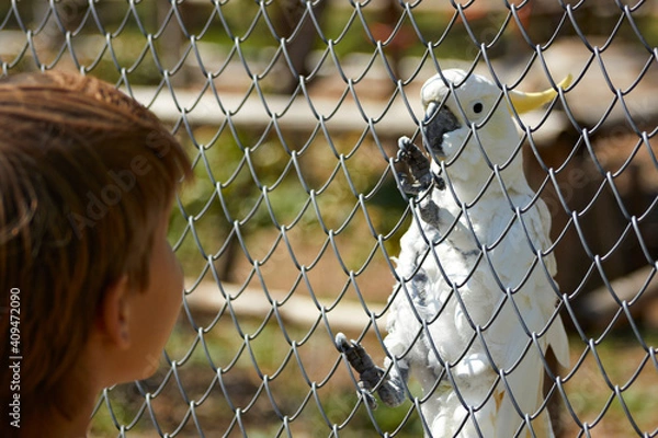 Obraz parrot on zoo