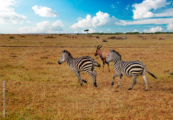 Obraz Kenyan zebras