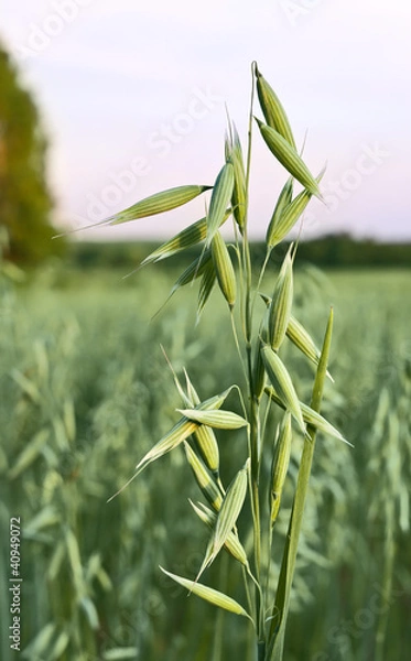 Fototapeta Oats