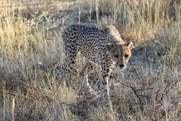 Obraz Cheetah in the savanne - Namibia, Africa