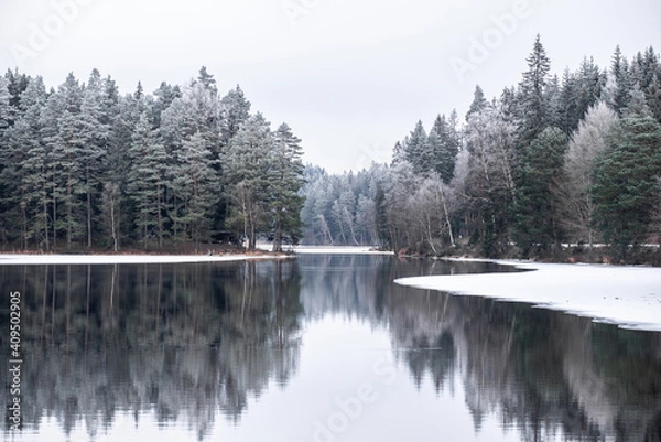 Fototapeta Frosty nordic forest, pine trees, frozen lake