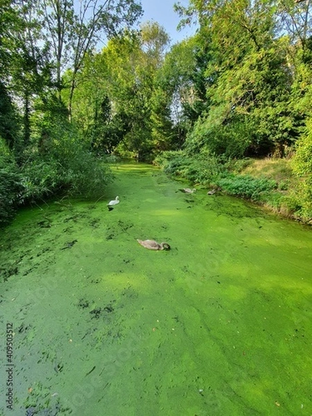 Obraz path in the forest