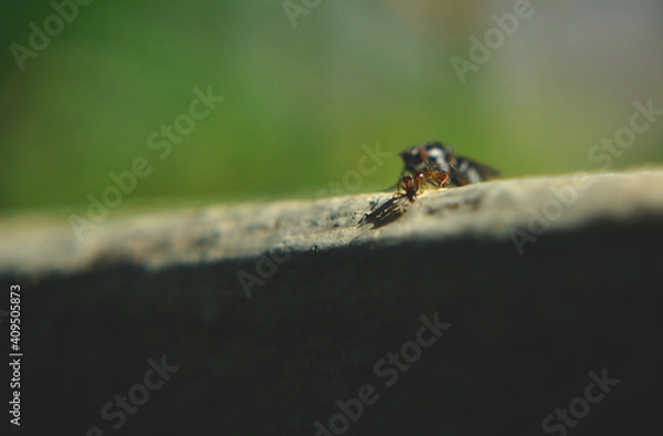 Obraz we have a surprise visit