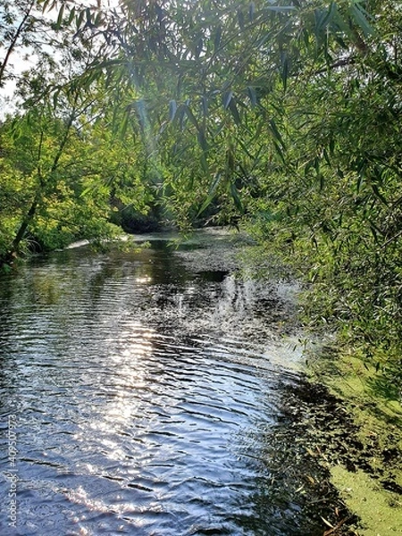 Obraz river in the forest