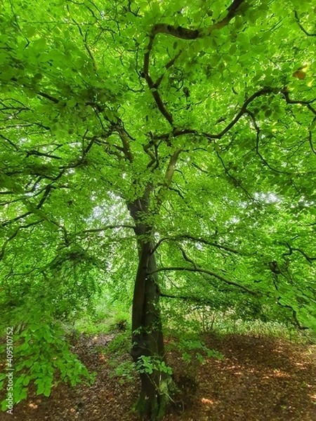Obraz trees in the forest