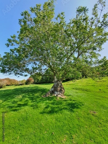 Obraz tree in the park