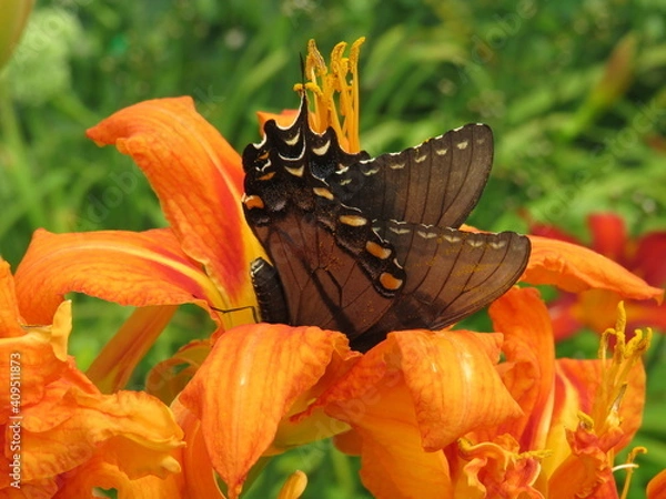 Obraz Pollinating butterfly