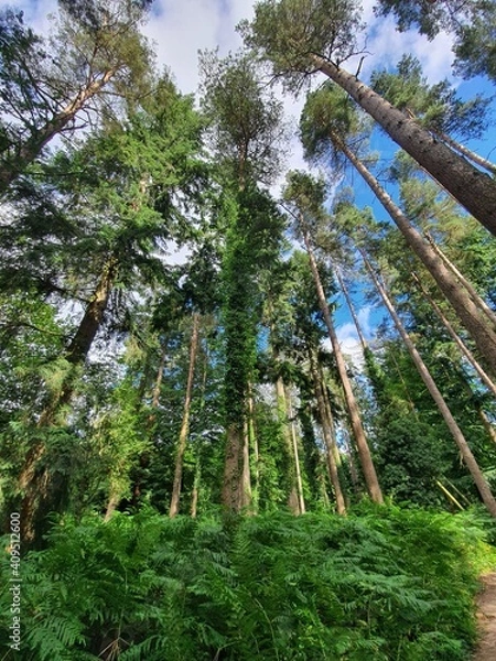 Obraz trees in the forest